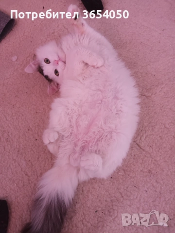 Сибирски ангорец с хигиенни навици , снимка 6 - Ангорски - 53137766