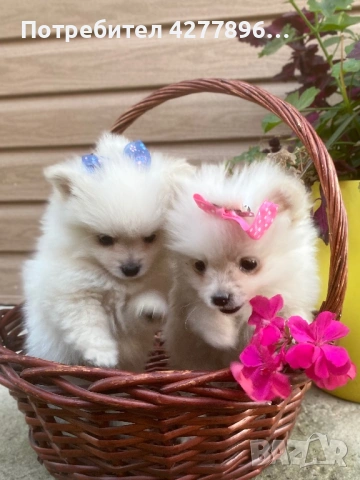 Померанчета , снимка 2 - Померан - 53734053