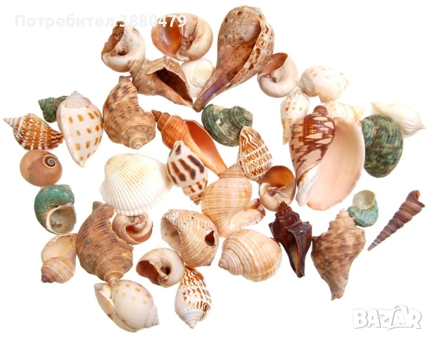 голямо разнообразие от морски раковини, снимка 1