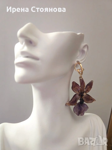 Обеци с естествен цвят на орхидея Miltonia. 