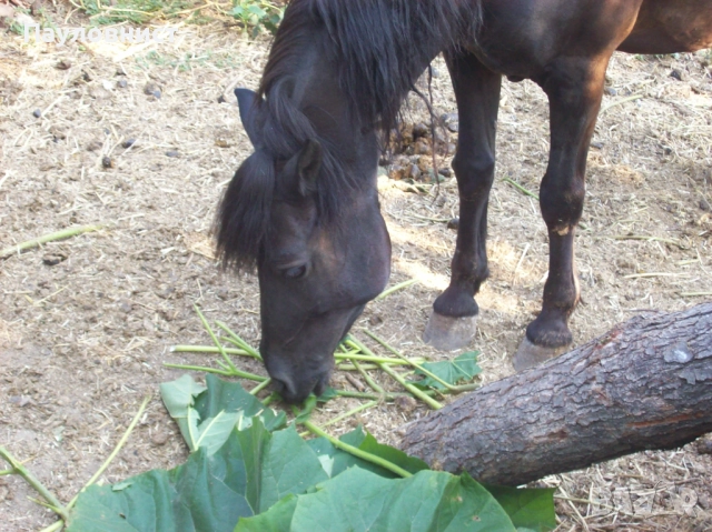 Пънчета и фиданки от пауловния томентоза , снимка 18 - Разсади - 34063631