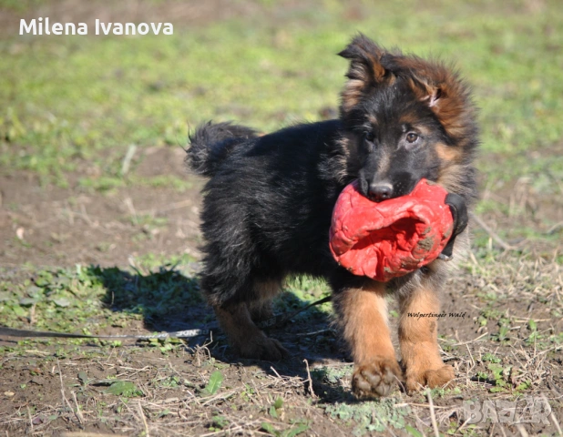 Мъжко кученце с ДЪЛЪГ косъм от развъдник , снимка 3 - Немска овчарка - 53016576