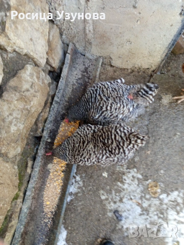 Кокошки носачки 