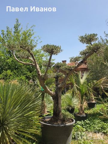Маслиново дърво за перфектният декор на вашата градина!!!, снимка 1 - Градински цветя и растения - 46413848