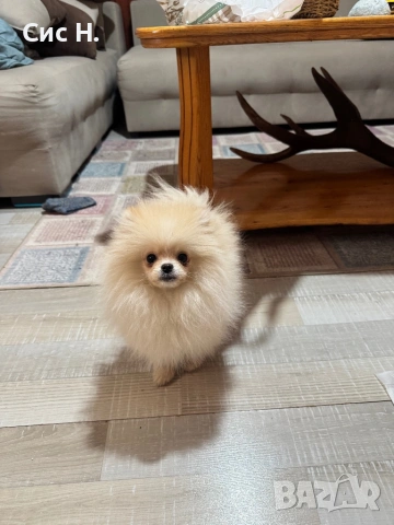 Померан момченце