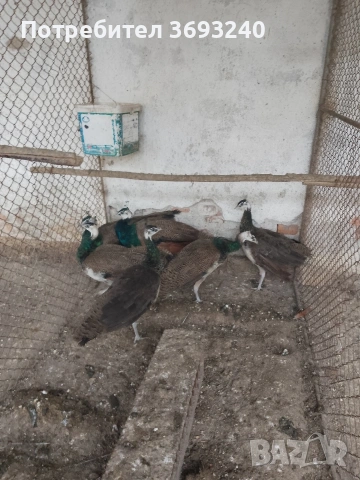 Продавам млади паунчета от миналата година, Лакенфелдер и изабелова лехорна, снимка 3 - други­ - 53682762