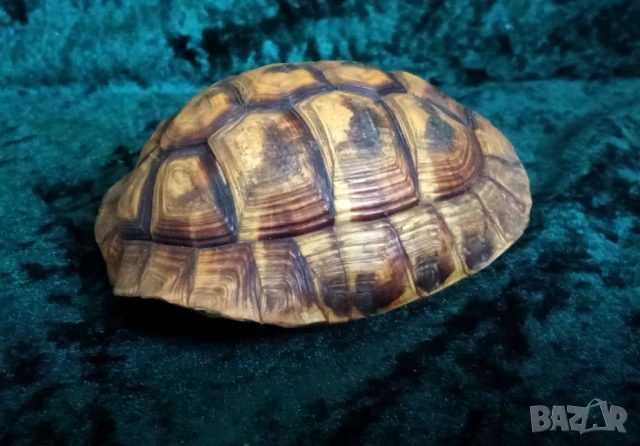 коруба на костенурка