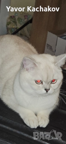 британска търси мъжки, снимка 4 - Британска късокосместа - 52270742