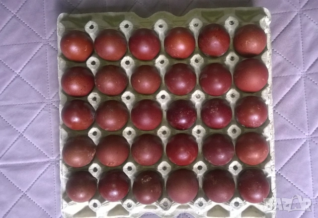 Яйца Черен Мед Маран Кокошка