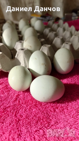 Оплодени яйца от Араукана, снимка 16 - други­ - 48810608