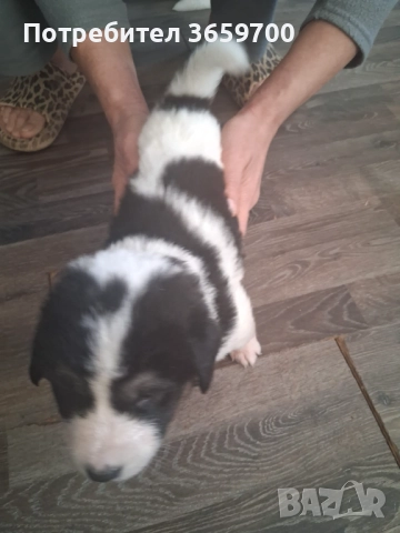 каракачански кученца, снимка 6 - Други - 52433043