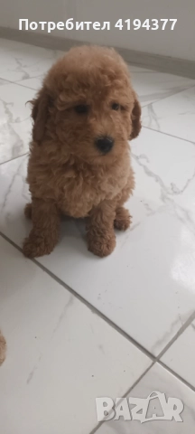 Той пудел , снимка 5 - Пудели - 52187637