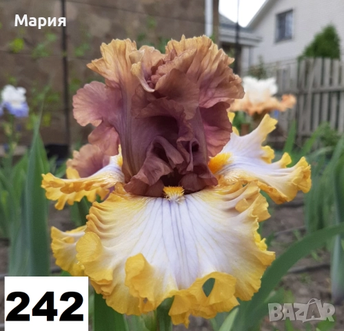 Сортови вискоки ириси /брадати ириси, снимка 2 - Градински цветя и растения - 51459299