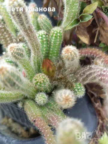 Кактус Echinopsis chamaecereus  , снимка 4 - Градински цветя и растения - 35906952