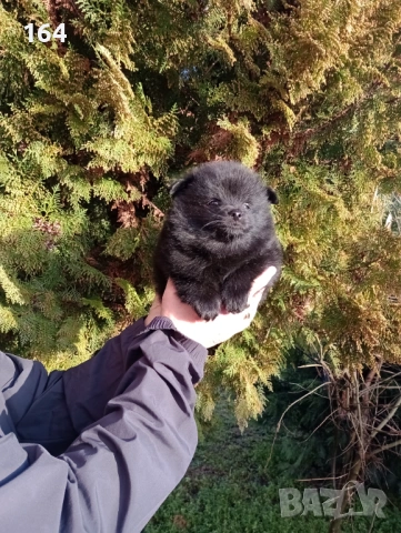 Померански Шпицове. Момче и момиче., снимка 2 - Шпиц - 53486789