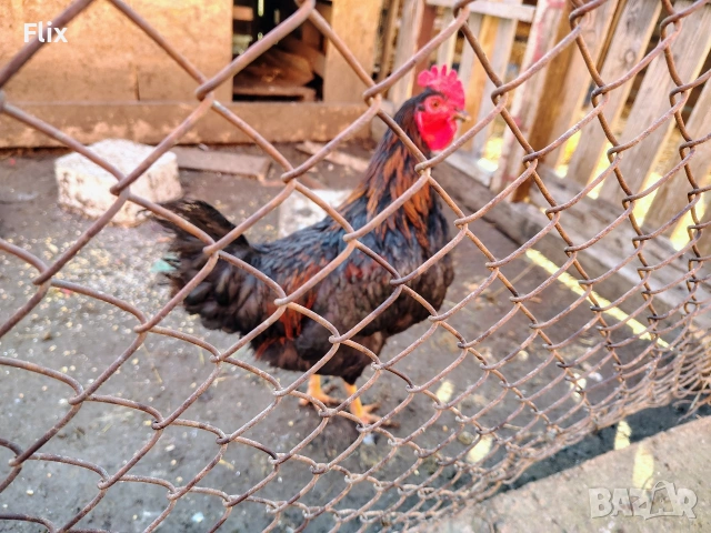 Петли, снимка 6 - Кокошки и пуйки - 53733827