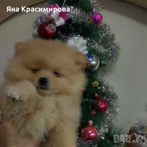 Мини шпиц померан , снимка 2 - Померан - 52877866