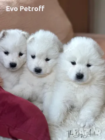 Самоед / Samoyed Свободни Мъжки, снимка 4 - Самоед - 48384300