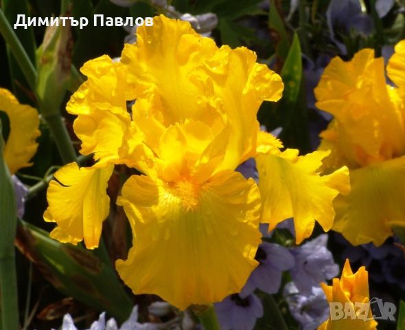 Перуника,ирис - различни цветове високи ароматни, снимка 12 - Градински цветя и растения - 37148734