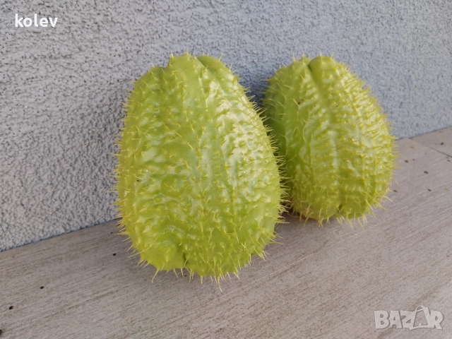 Чайот/ Мексиканска краставица , снимка 4 - Разсади - 52323905