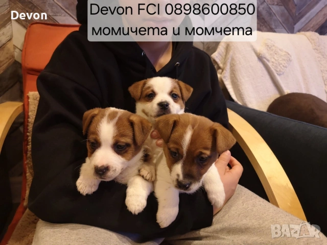 Джак Ръсел Териер, родословие