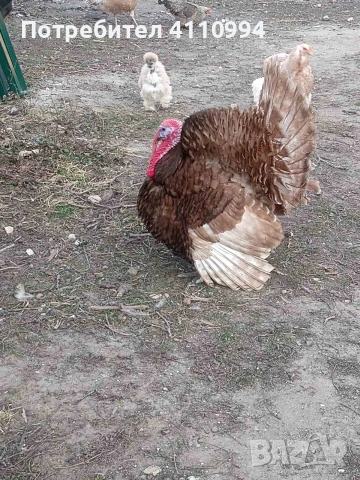 ЯЙЦА от пуйки, порода "Ред бърбън"