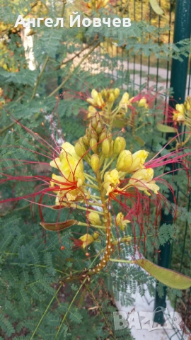 Цезалпиния - Райска птица, снимка 3 - Градински цветя и растения - 53849006