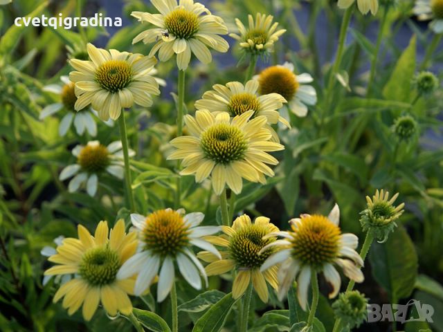 Echinacea Mellоw Yellows(Ехинацея Топли жълти), снимка 2 - Градински цветя и растения - 46185454
