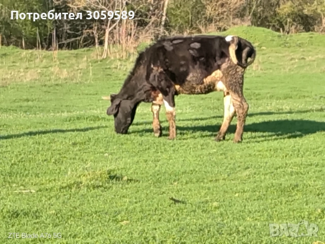 Юници крави телета бикове, снимка 6 - Крави - 54162880