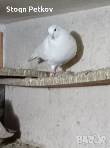 Ихтимански и черни Чирпански 