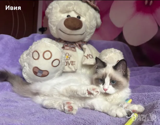 Регдол /RAGDOLL / момиченце, снимка 2 - Други - 47556599