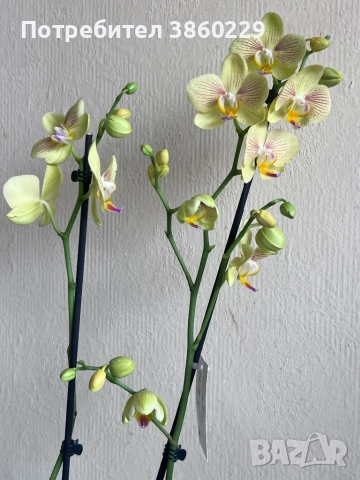 Орхидея, снимка 2 - Стайни растения - 52430144