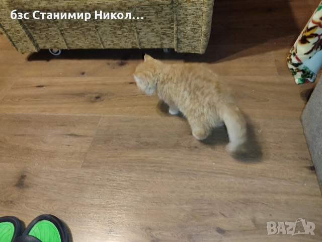 Женско екзотично персийско коте на 4 месеца., снимка 9 - Персийска - 52893968