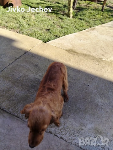 Кокер Шпаньол , снимка 3 - Кокер шпаньол - 53620217