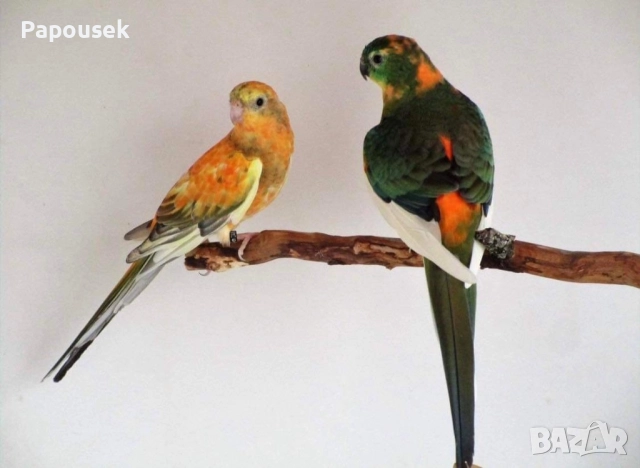 ПОЙНИ ПАПАГАЛИ , снимка 14 - Папагали - 52979206