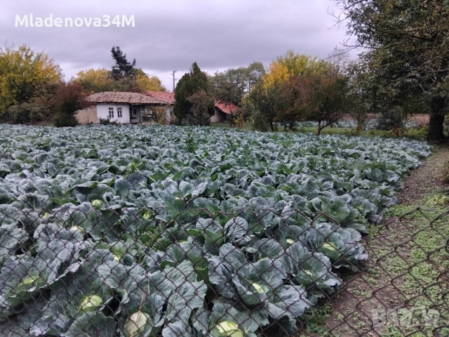 Имот с голям двор, снимка 16 - Къщи - 52255307