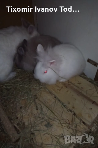 Продавам декоративни зайчета , снимка 2 - Декоративни зайчета - 53908608