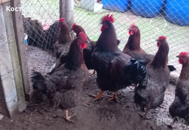 Разподни яйца от катунски червена линия , снимка 4 - Кокошки и пуйки - 53273371