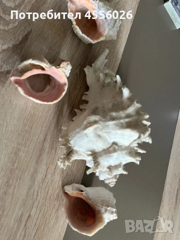 Продавам рапани много красиви, снимка 6 - Декорация за дома - 54170515