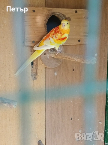 мъжки поен папагал на две години. , снимка 4 - Папагали - 54237582