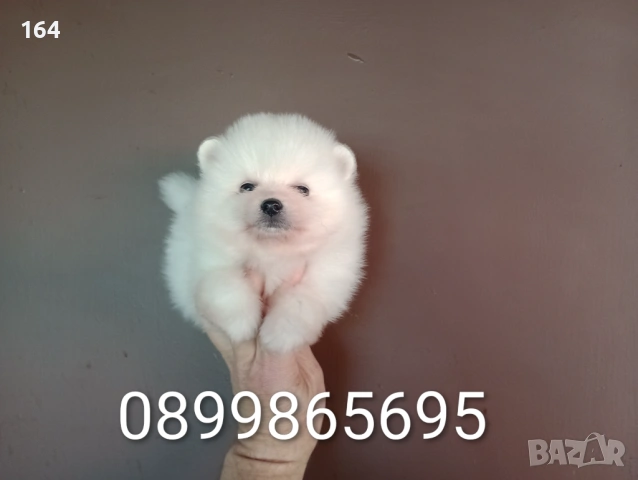 Бели Померани. Реални снимки от 12.04.26 г.