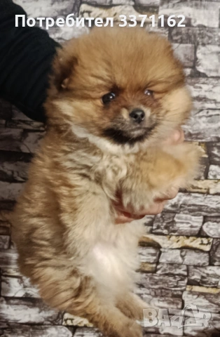  Померан, снимка 1 - Померан - 53003563