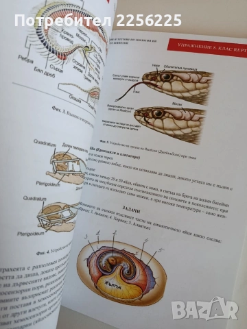 Ръководство за упражнения и тестове по зоология на гръбначните животни, снимка 3 - Специализирана литература - 53862863