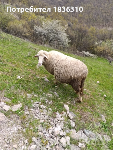 Овца, снимка 3 - Овце - 54204340