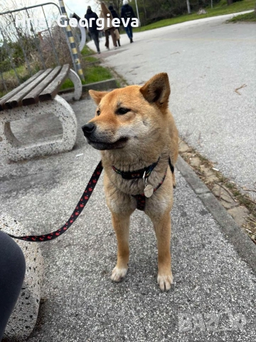 ЖЕНСКА ТЪРСИ ПАРТНЬОР ЗА РАЗПОЛОД