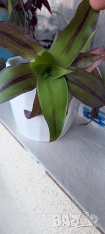 Цветя - алое, традесканция трицветна и лилава, калезия, снимка 11 - Стайни растения - 52022033