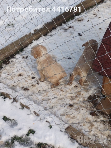 Кучета за трюфели, снимка 3 - Кокер шпаньол - 53596008