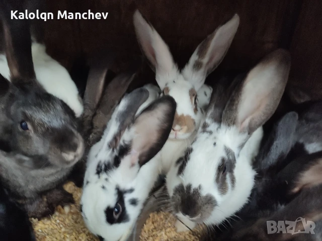 продавам зайци , снимка 2 - Други животни - 50505858