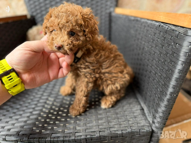 Мини Пудели Актуално от 2.3.2026, снимка 4 - Пудели - 53682721