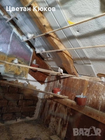 диамантени гугутки възможна доставка до София , снимка 2 - други­ - 51619738